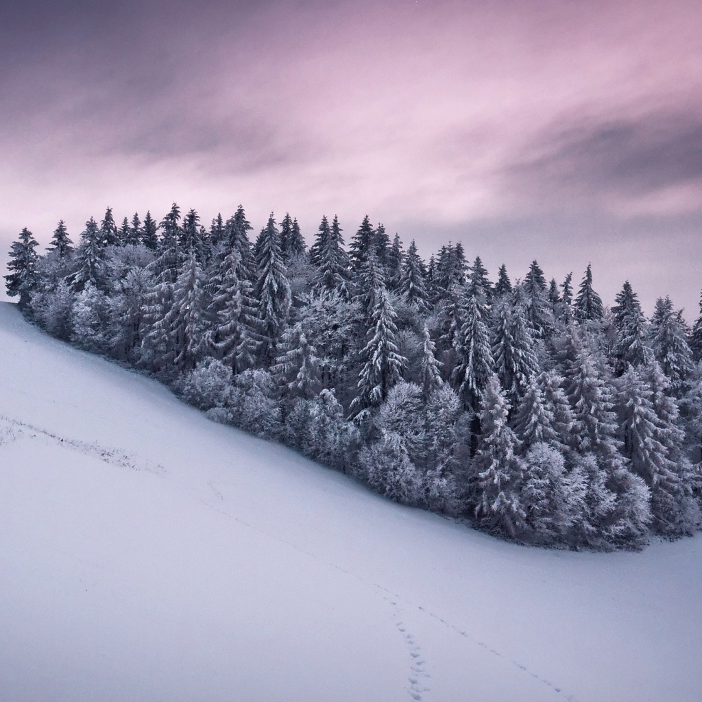 Роща из сосновых деревьев в горах