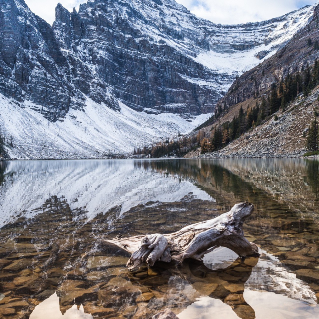 Остаток от дерева в воде горной реки