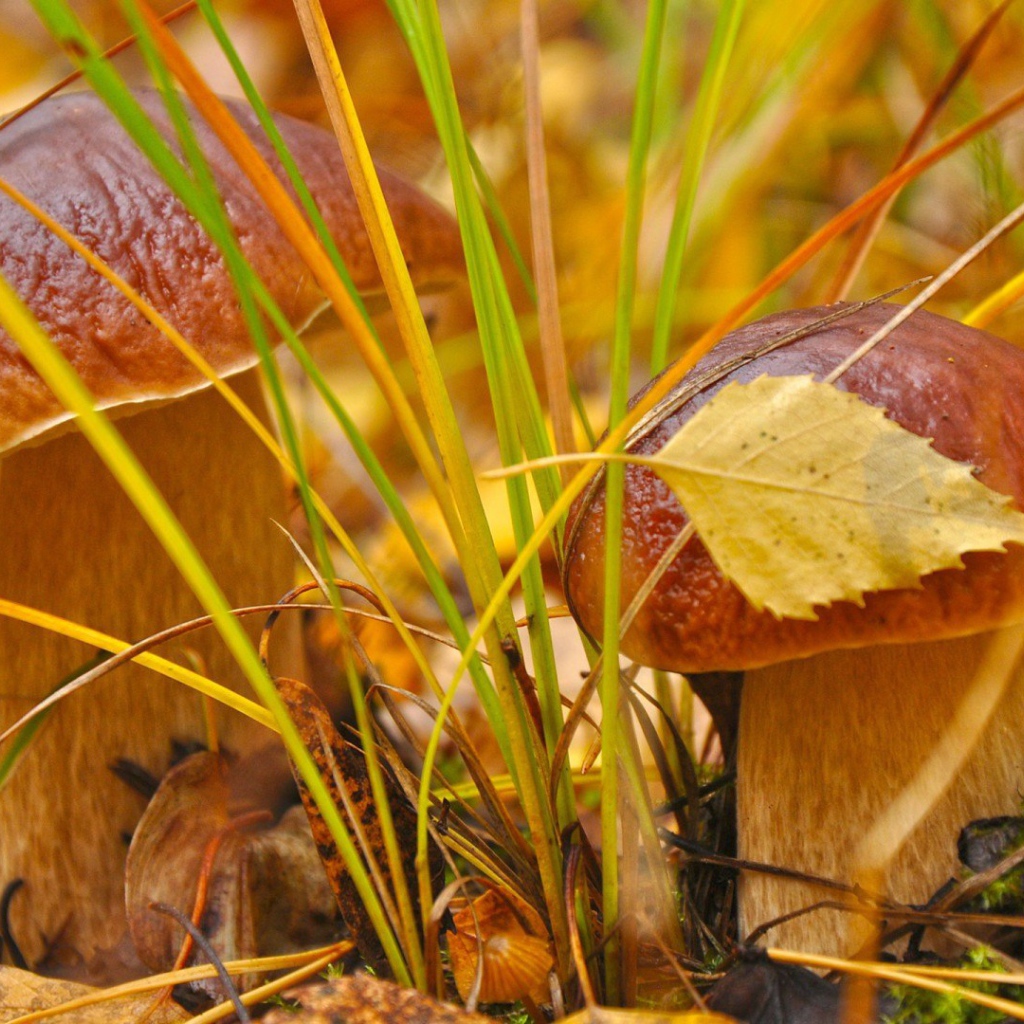 Пара белых грибочков