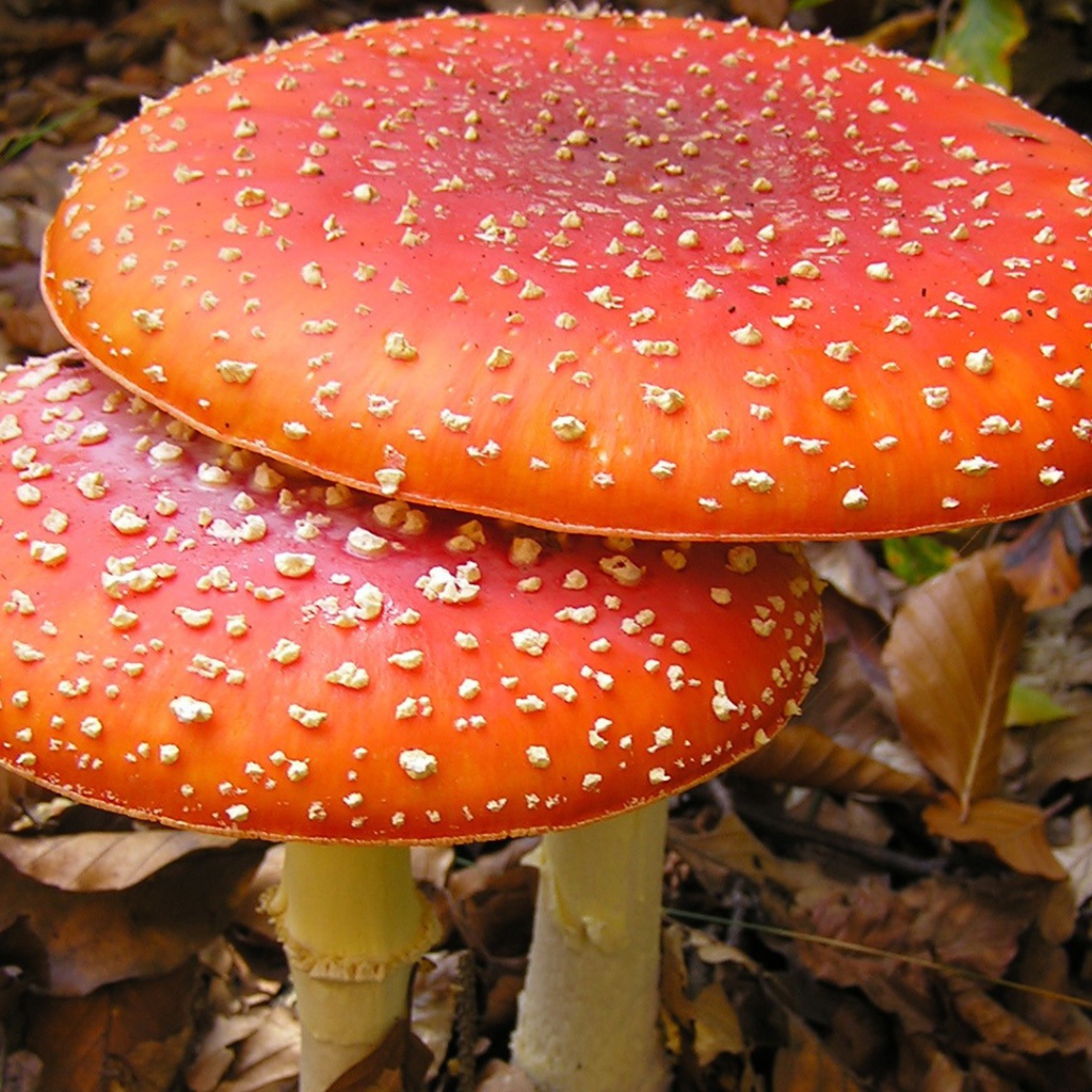 Большие мухоморы в лесной чаще