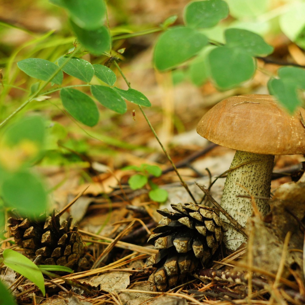 Шишки лежат рядом с грибами