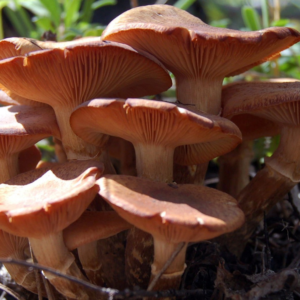 Семья грибов из грибницы