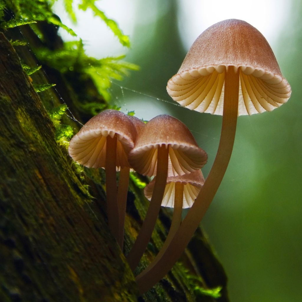 Семейка грибов на коре дерева