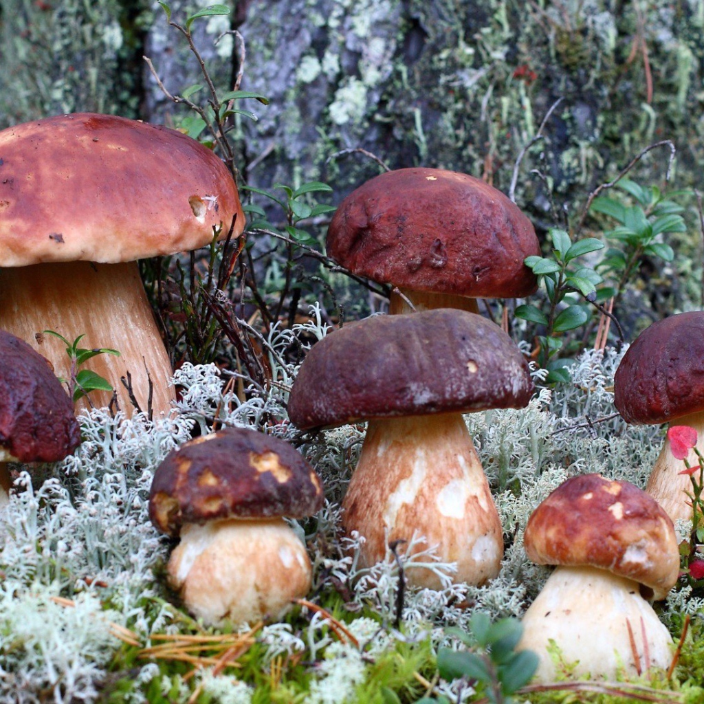 Семья белых грибов