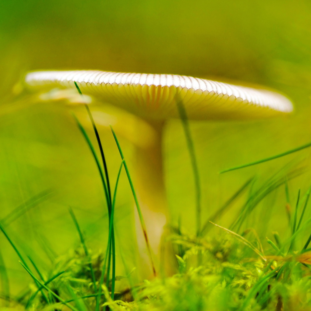 Зеленый светящийся гриб