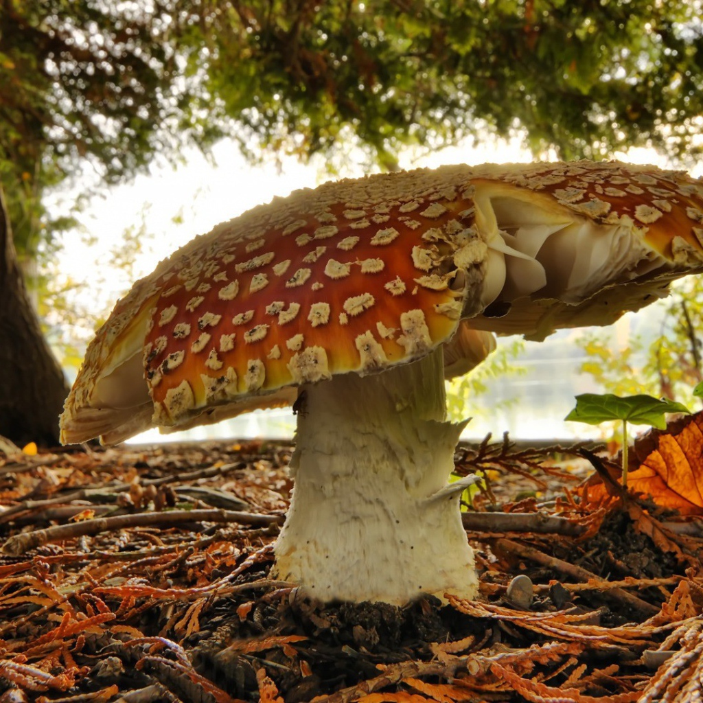 Одинокий старый гриб мухомор