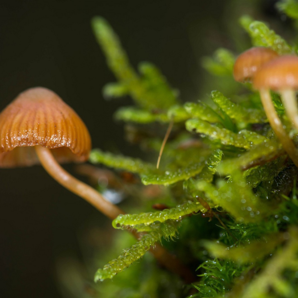 Макрофото маленьких грибов