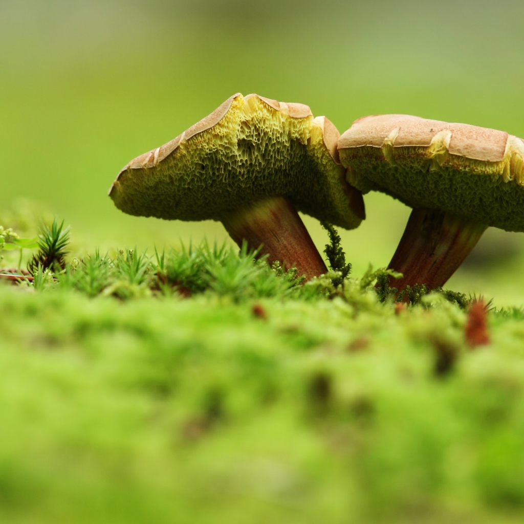 Два зеленых гриба на траве