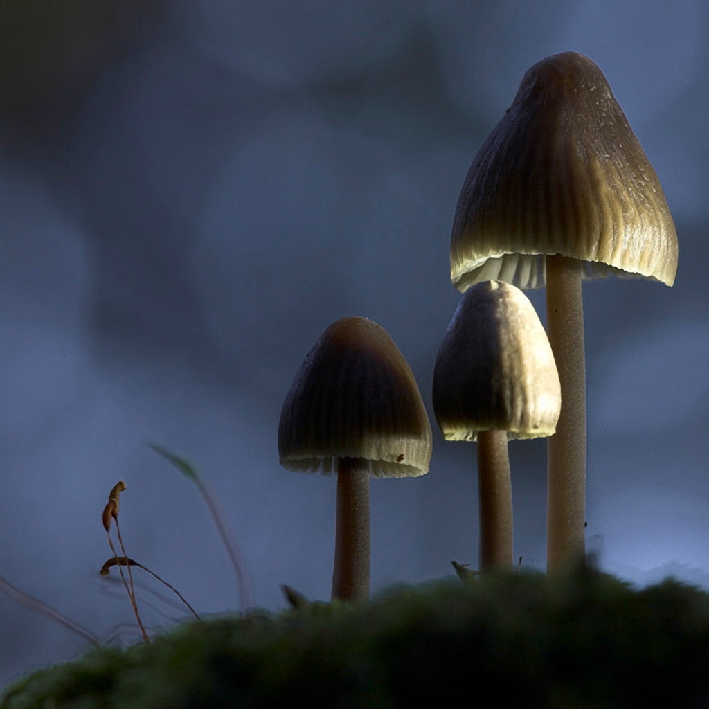 	   Three mushroom umbrella