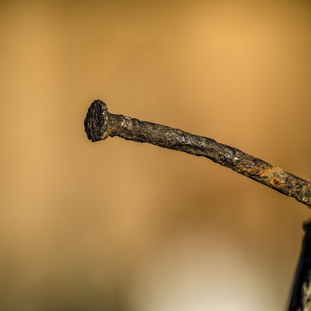 Ржавый гвоздь в коре дерева