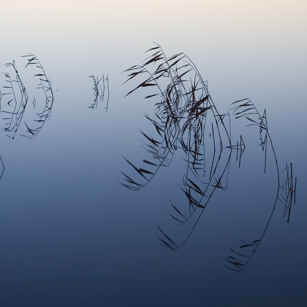 Водные растения торчат из воды