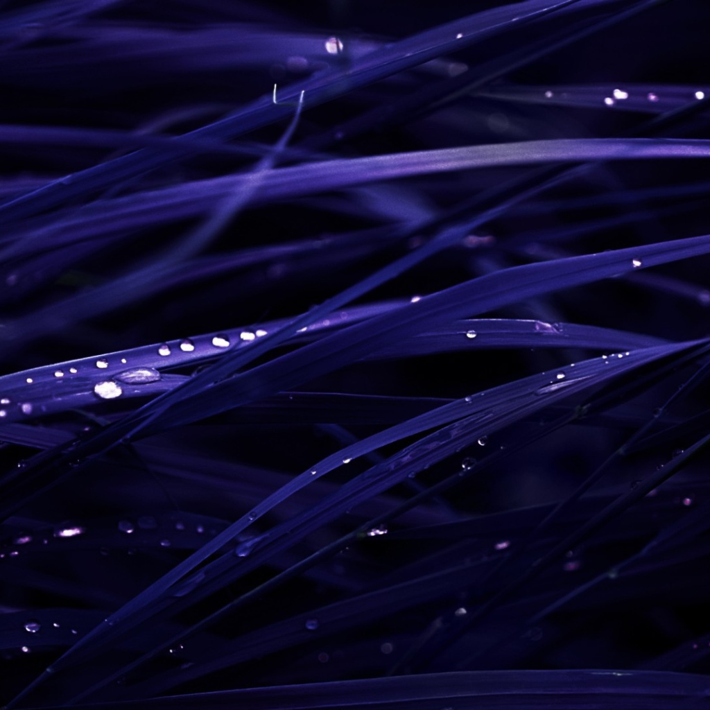 Роса на темно синей траве