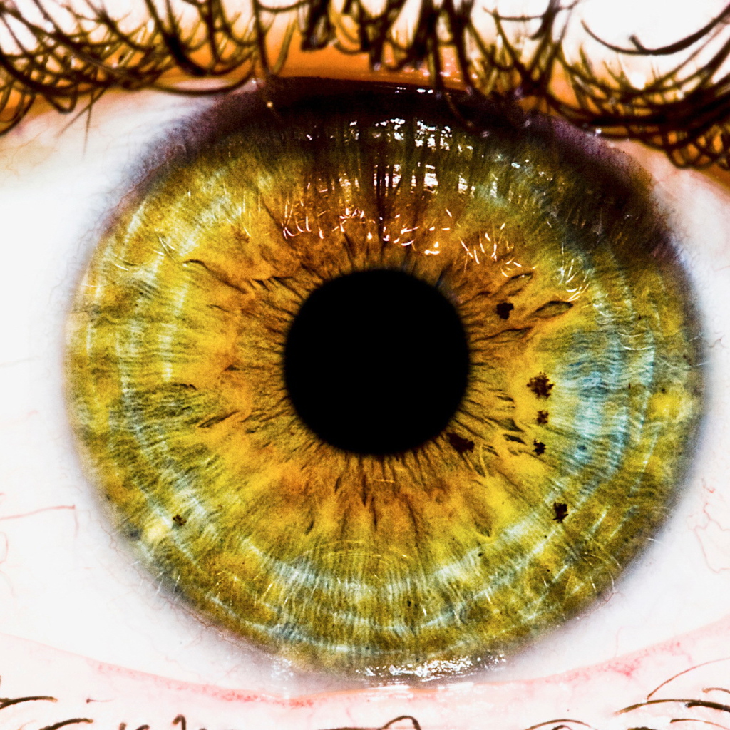 Радужная оболочка и зрачек глаза