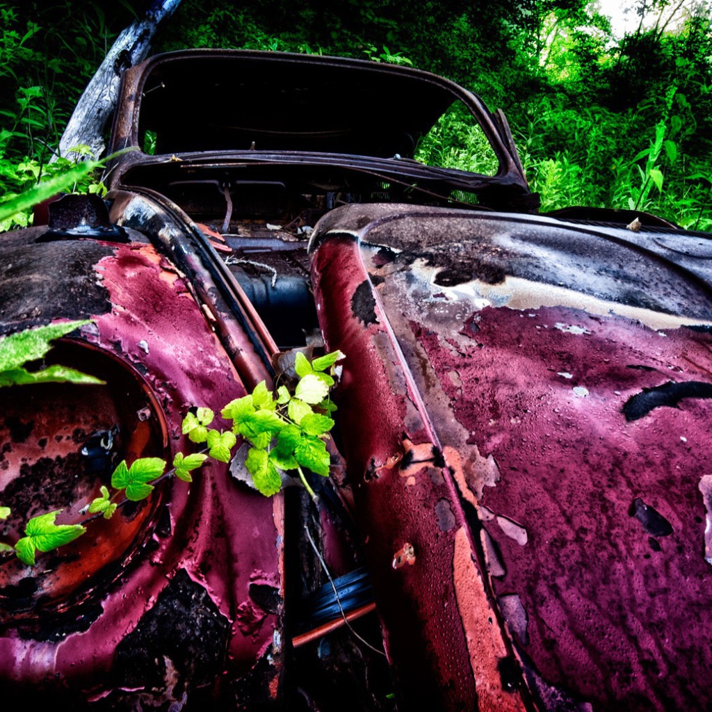 Остатки розового автомобиля среди зарослей