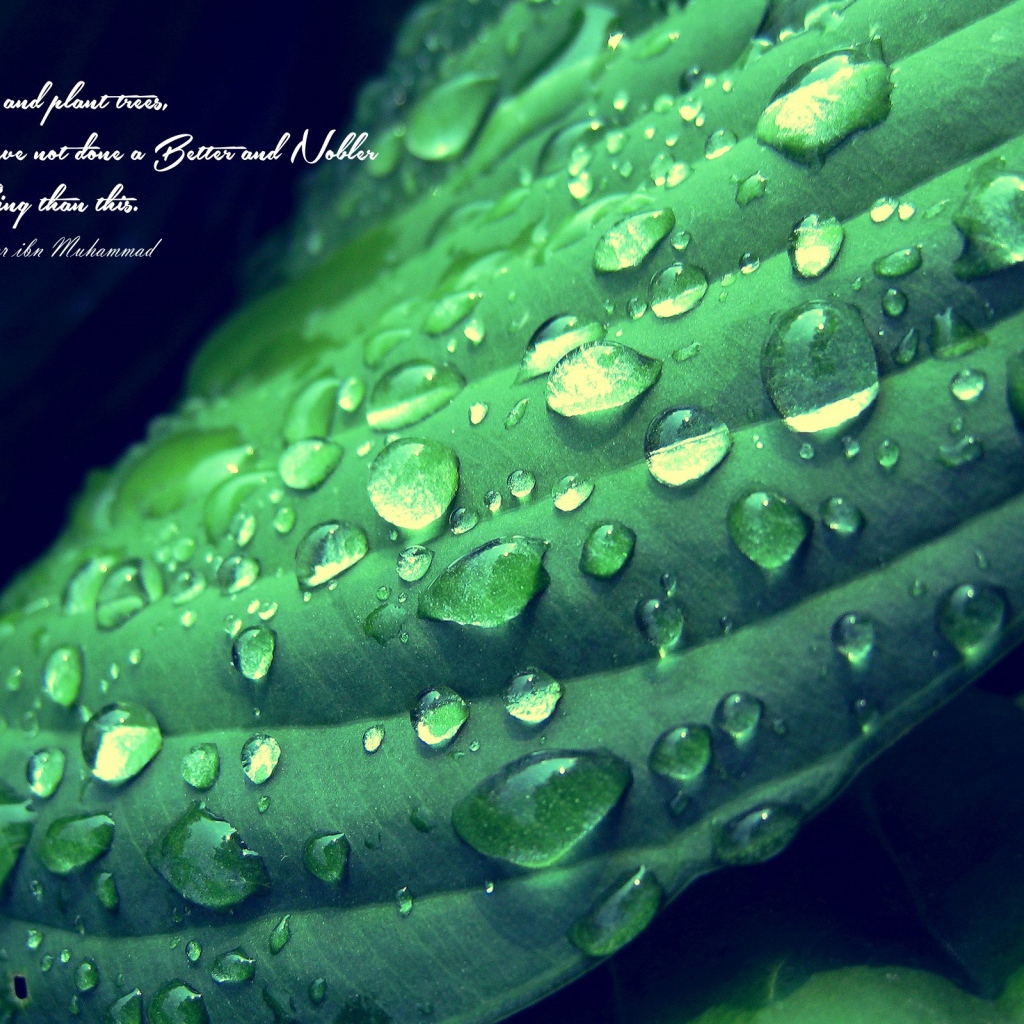 Надпись на фоне мокрого зеленого листика