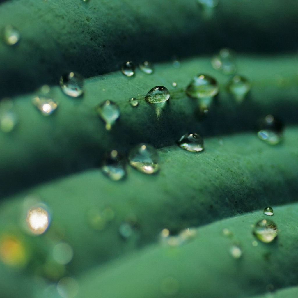 Прозрачные капли на зеленом листике