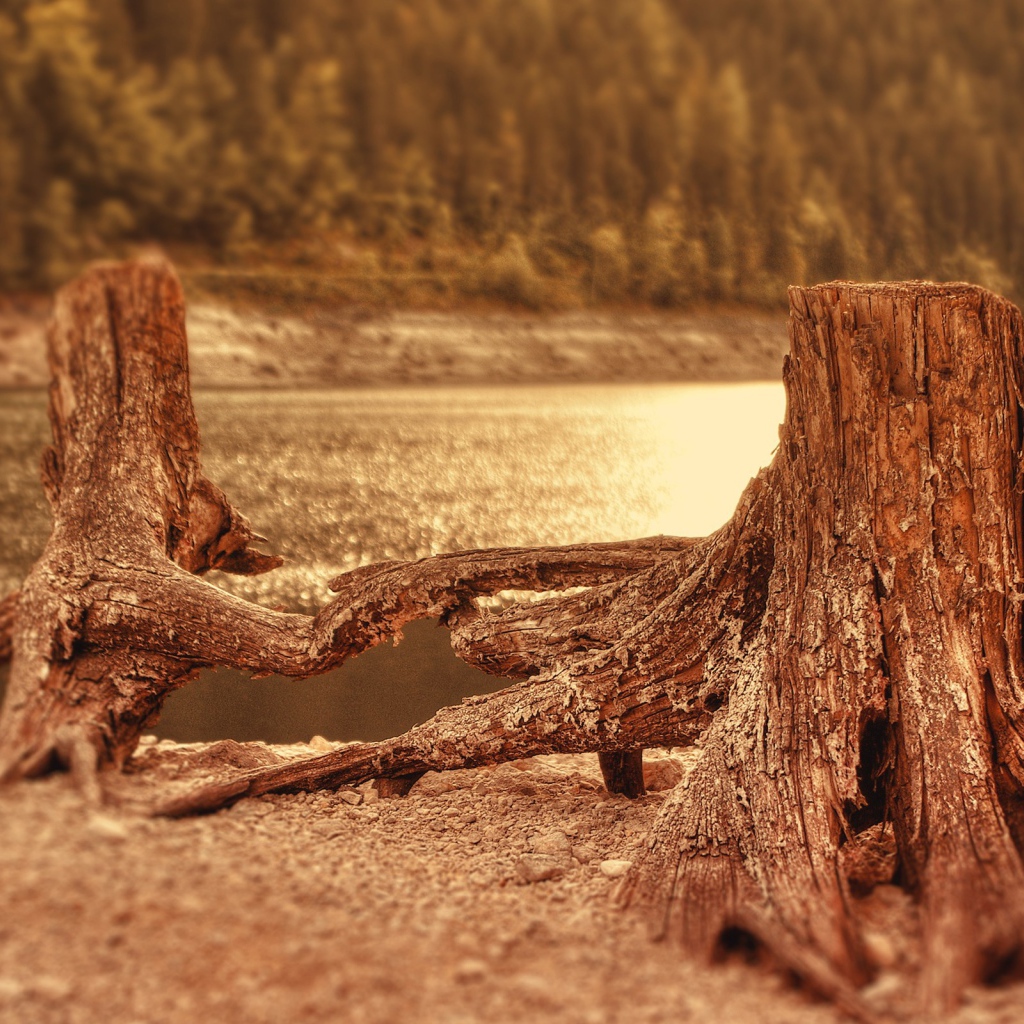 Два пенька у воды