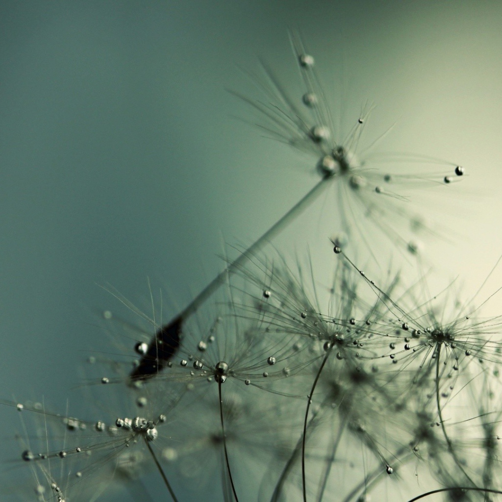 Капли воды на семенах одуванчика