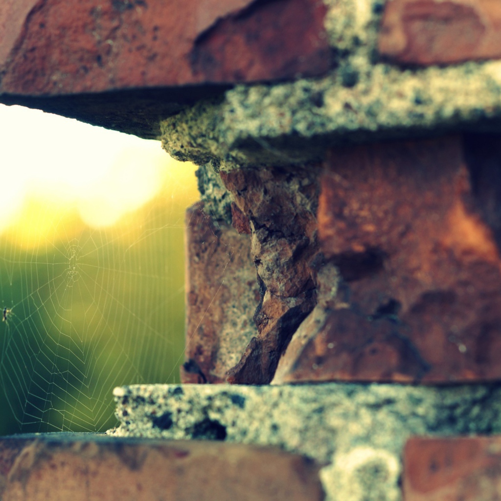 Паутина в выемке кирпичной кладки