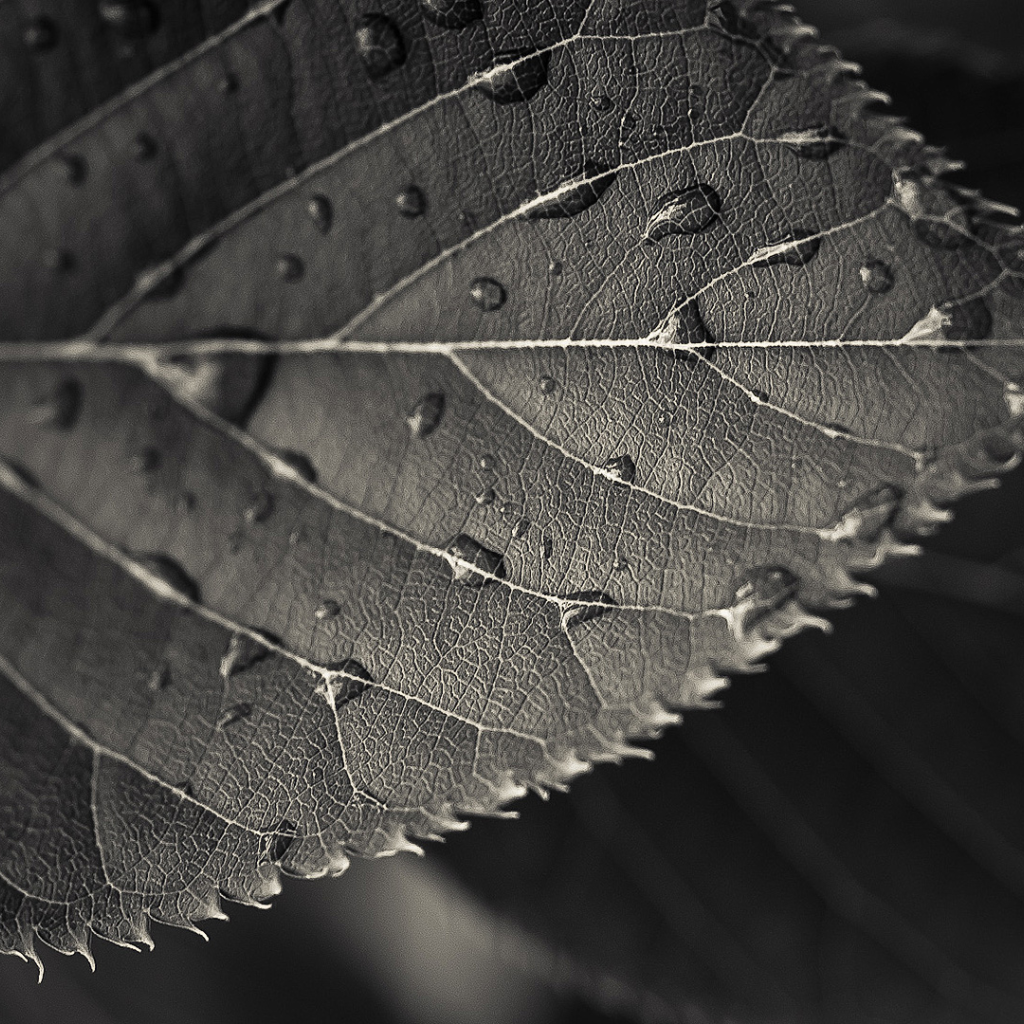 Мокрый черный лист