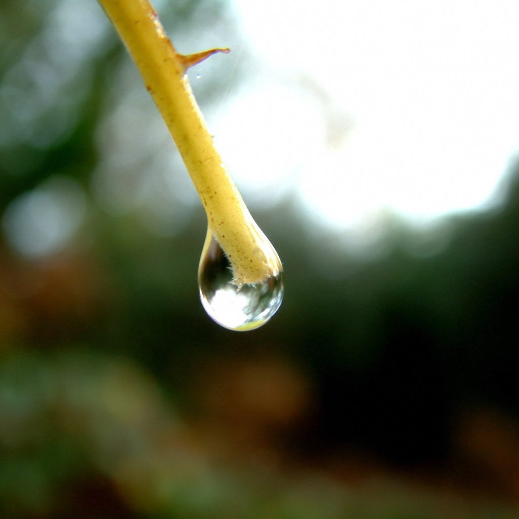 Капля на конце ветки