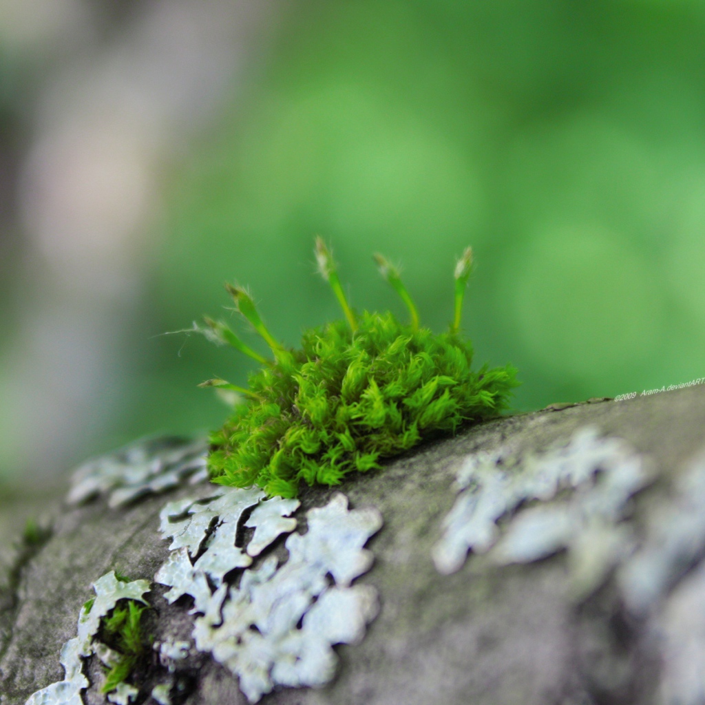 Небольшой участок мха на дереве