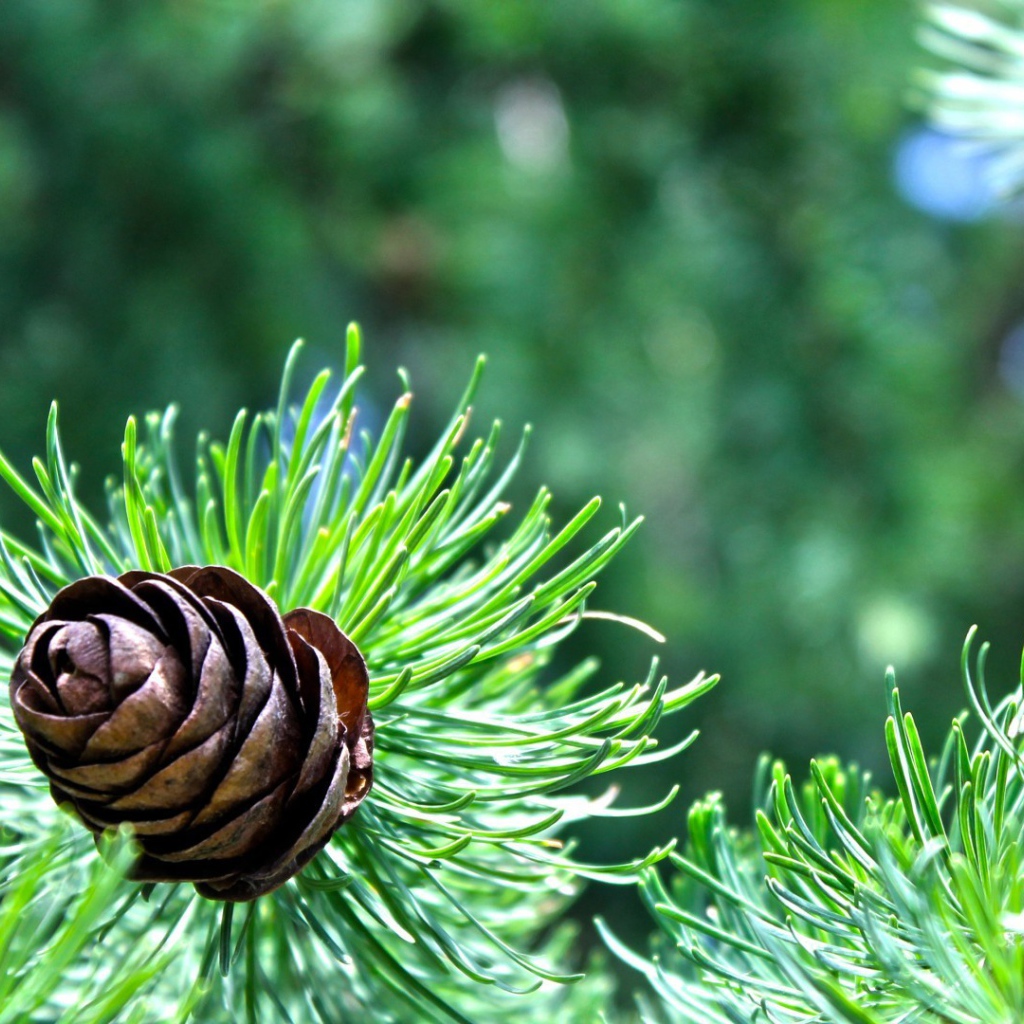 Небольшая шишка на еловой ветке