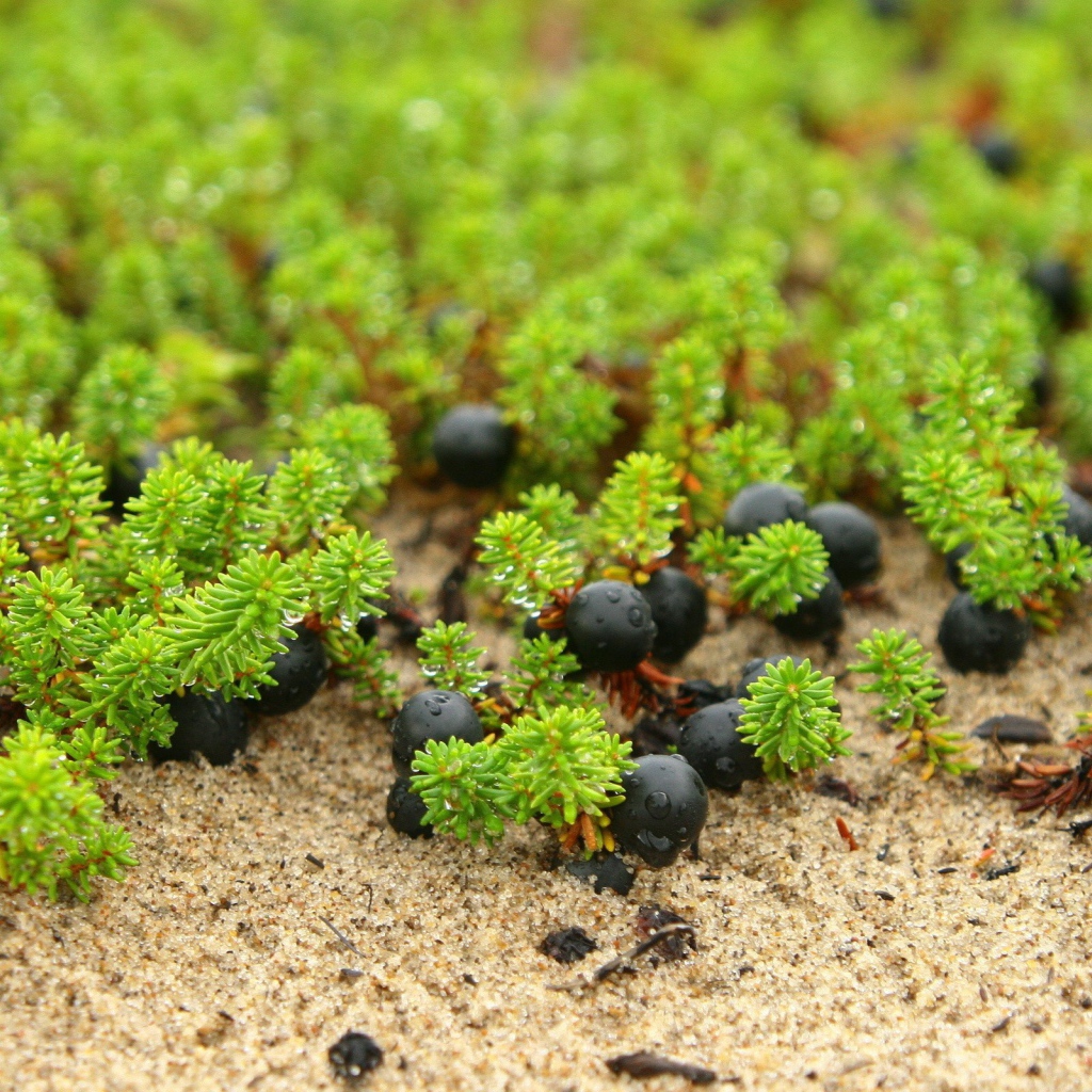 Ягоды и ростки на песке