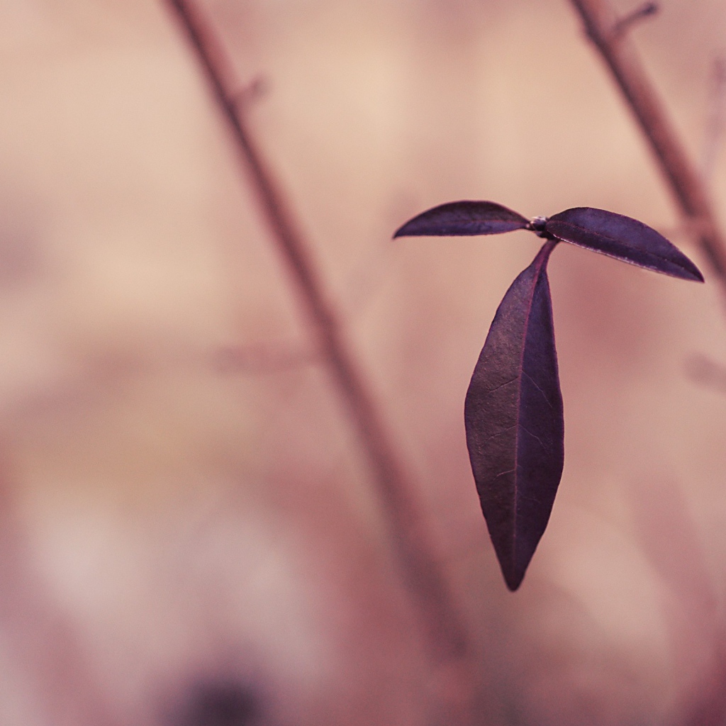 Черные листья на розовом фоне