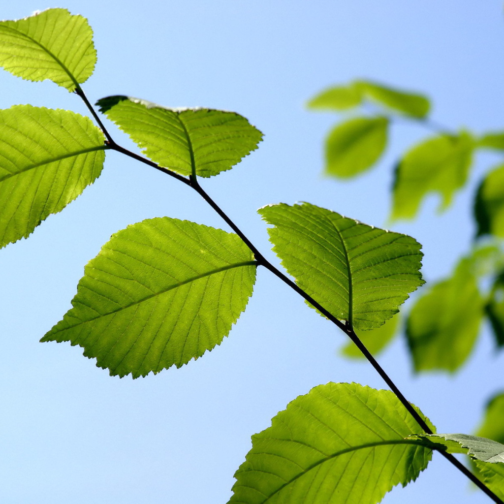 Ветка с зелеными листьями