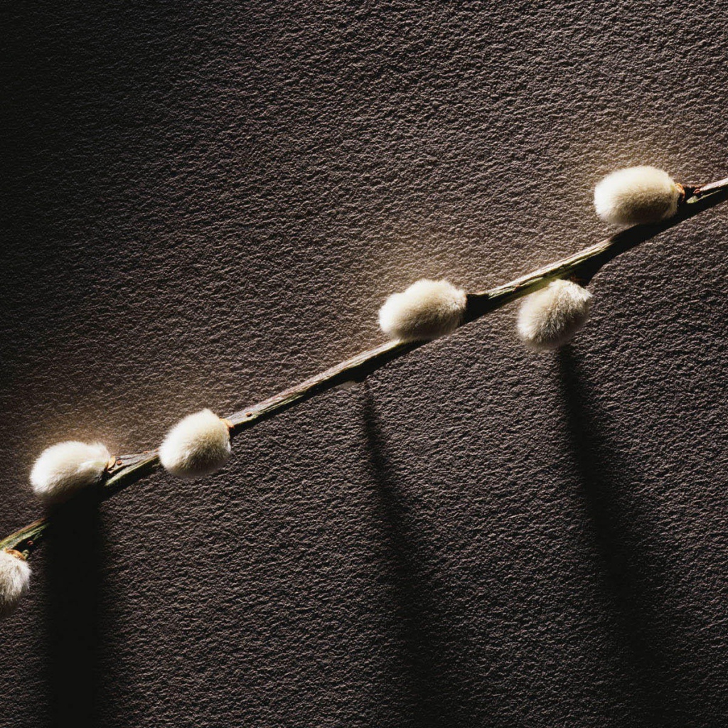 Веточка с весенними почками