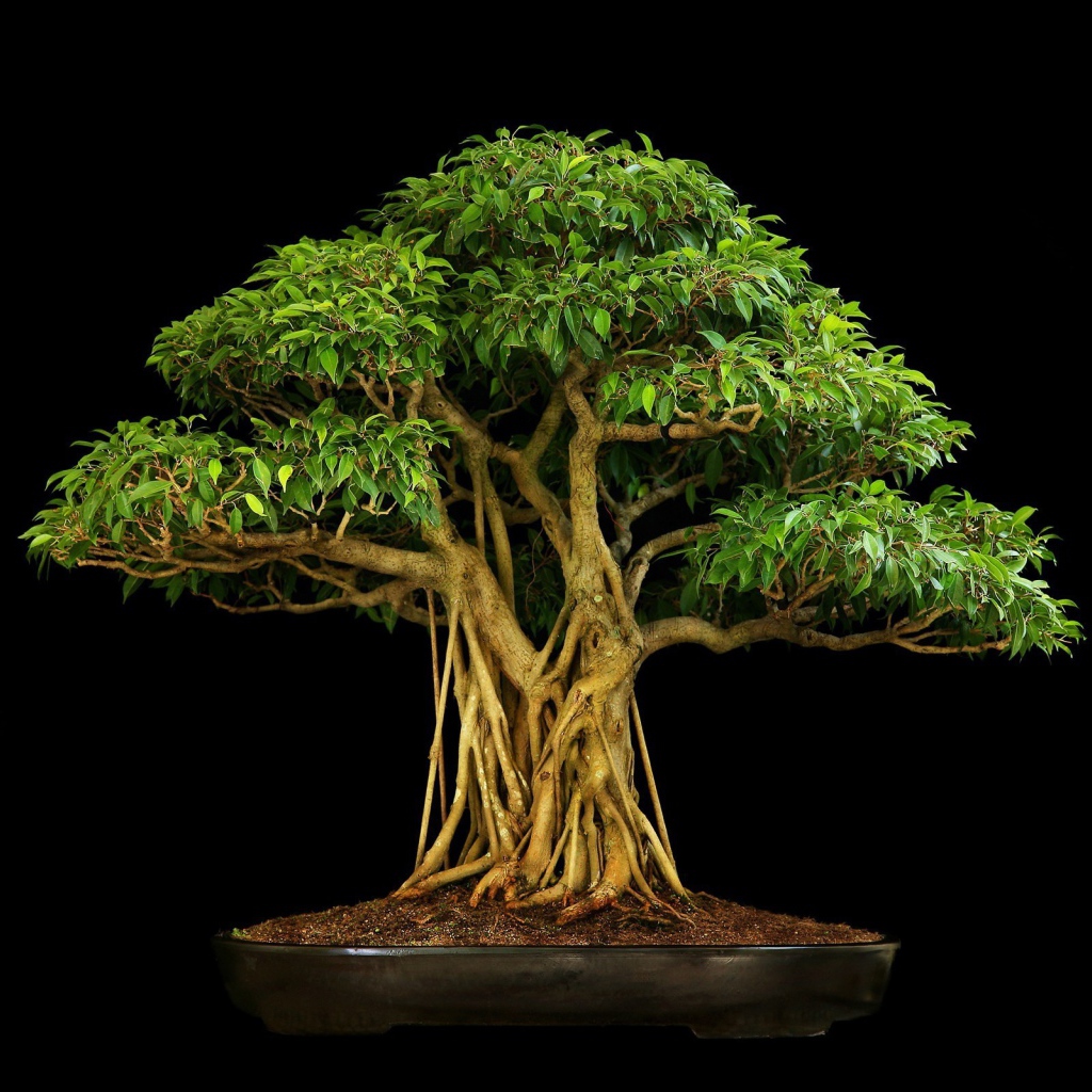 Коричневое дерево бонсай