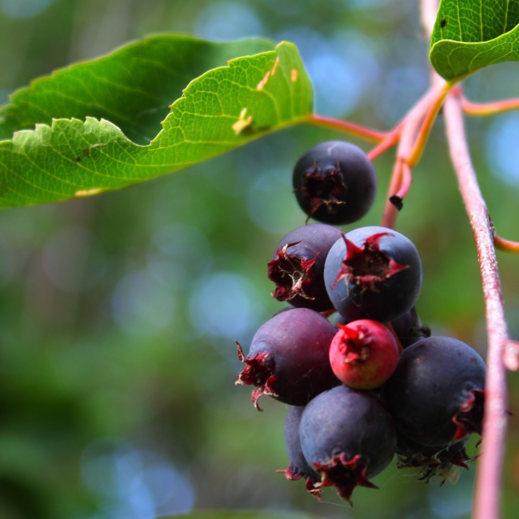 Кисть ягод черники на кусте