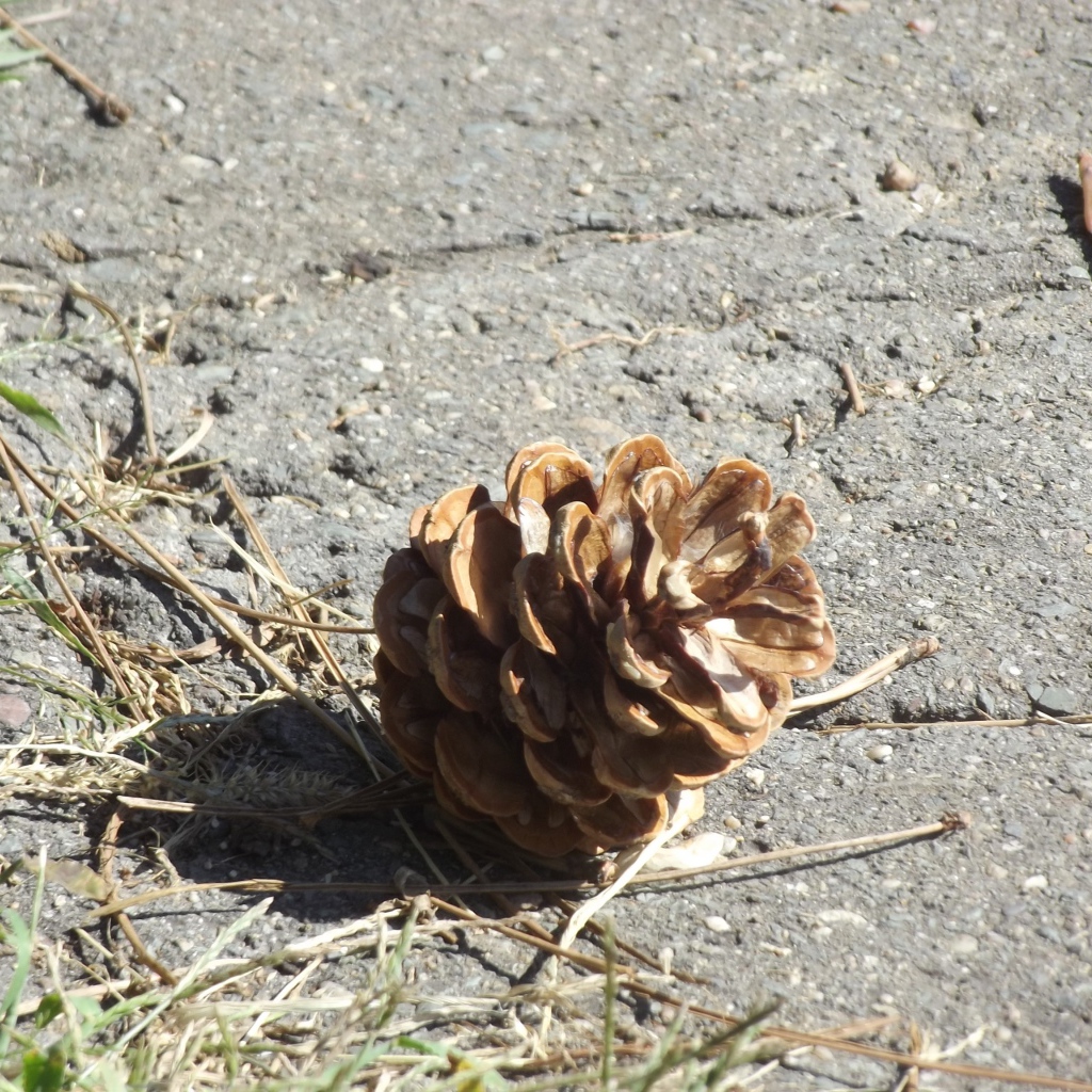 Шишка на земле