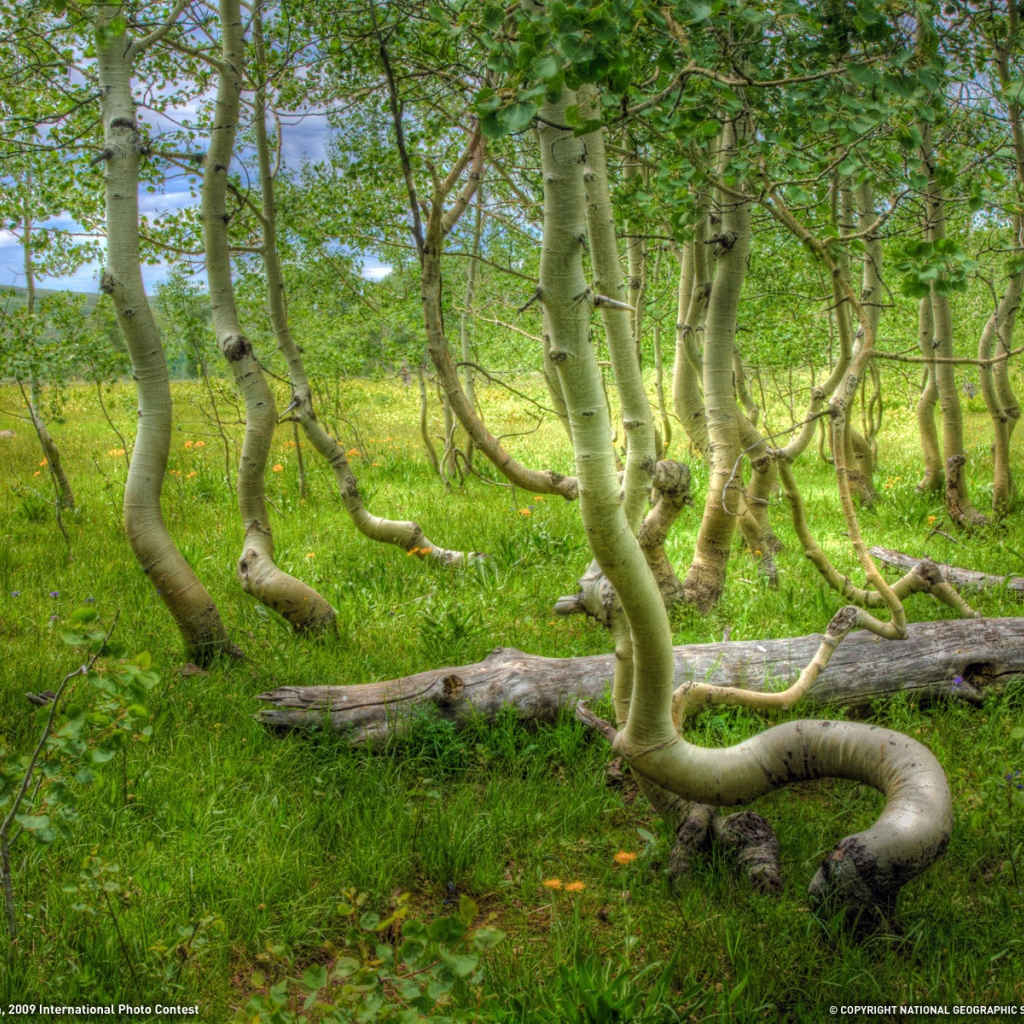 Кривые деревья