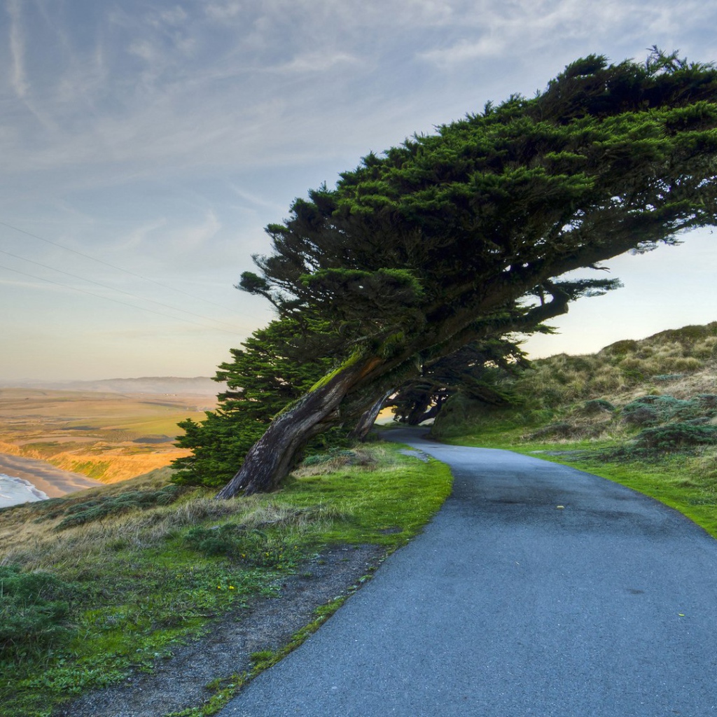 Кипарис на побережье