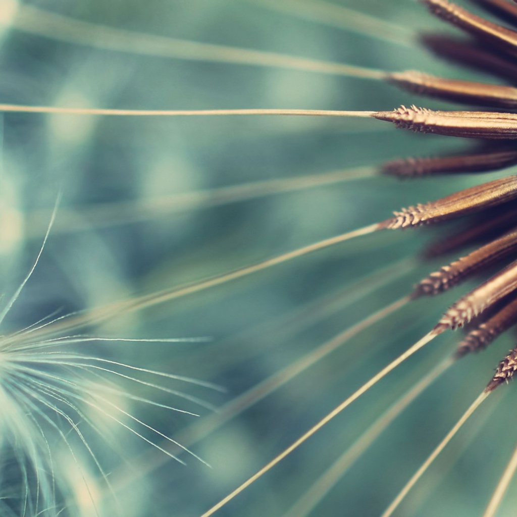 Семена одуванчика крупным планом