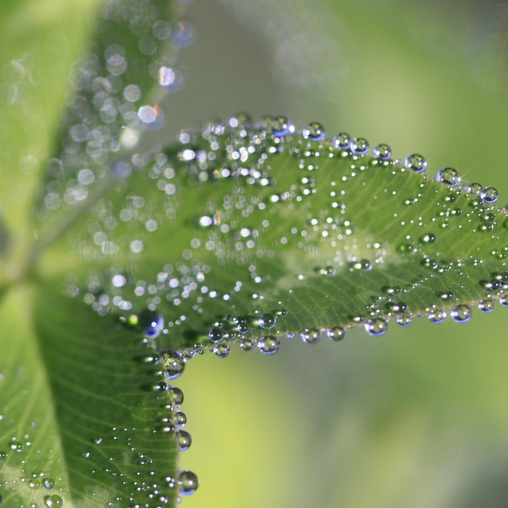 Капли росы на зеленых листьях