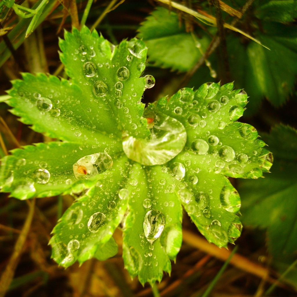 Капли воды в большом листке