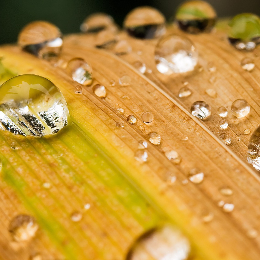Капли воды на желтеющей траве