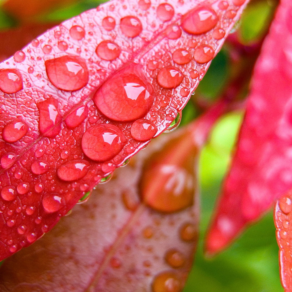 Капли на красных листьях