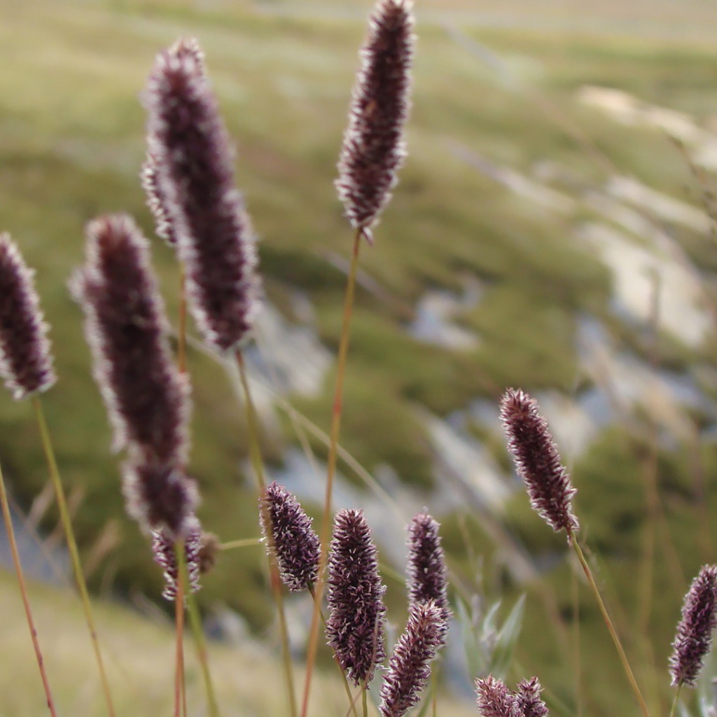 Сухие колоски полевых растений