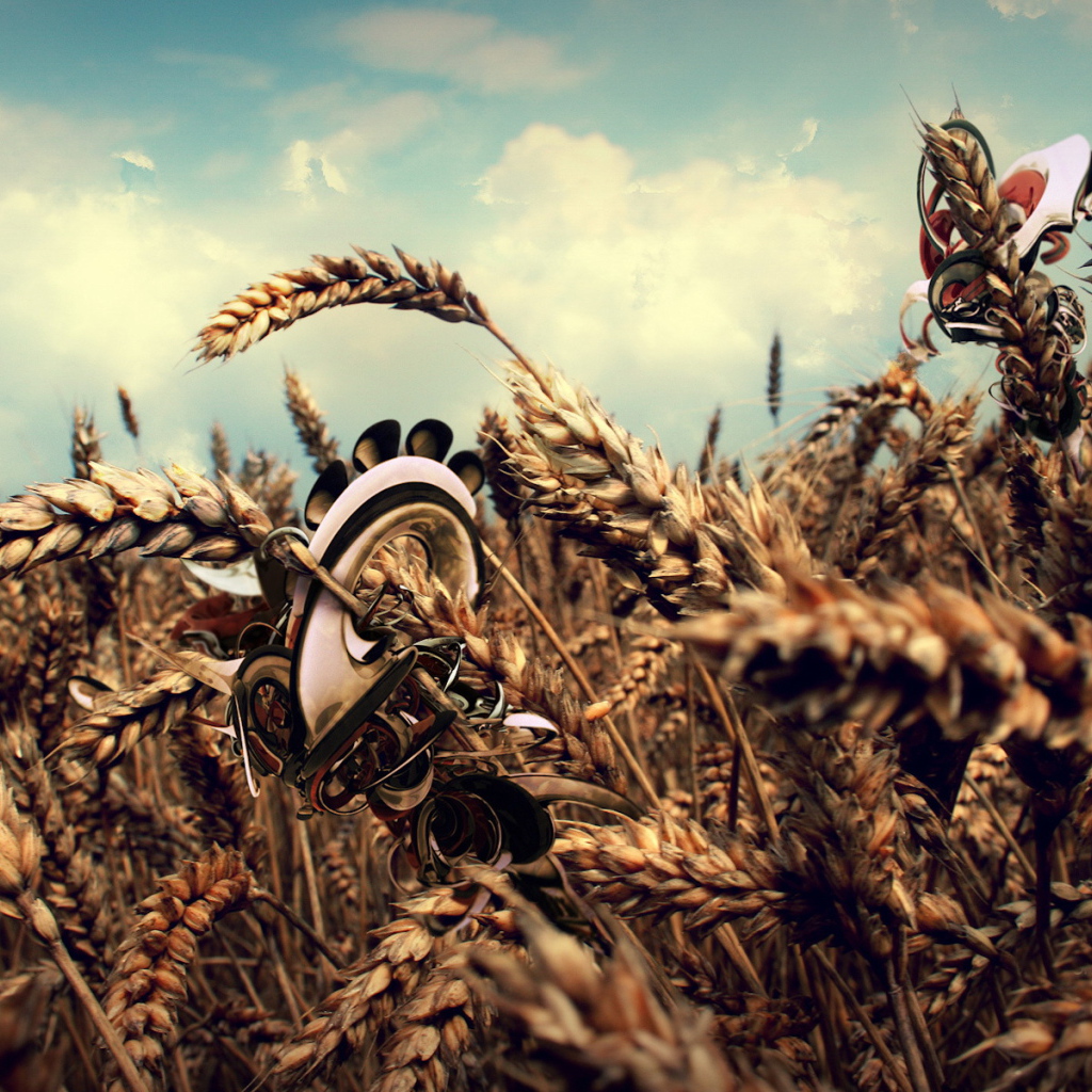 Колосья пшеницы с рисунками