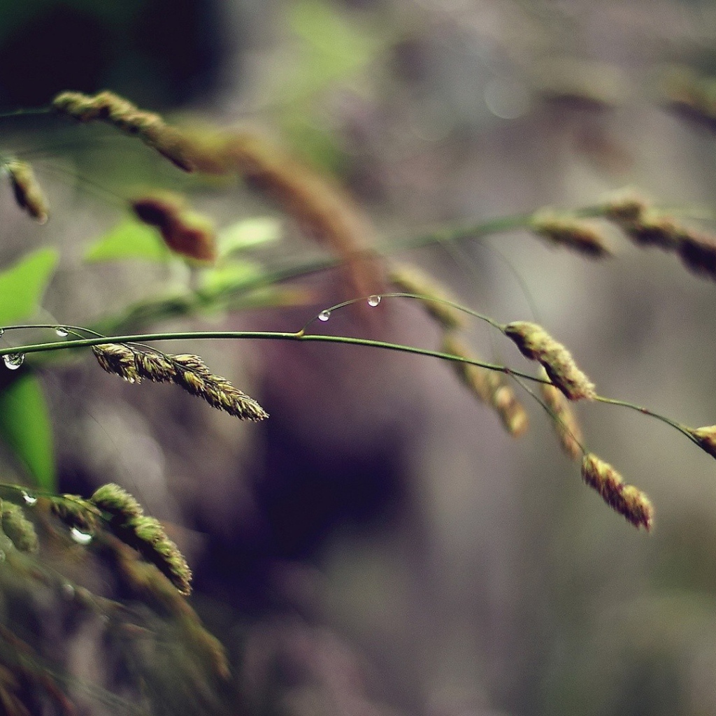 Полевая трава, капли воды