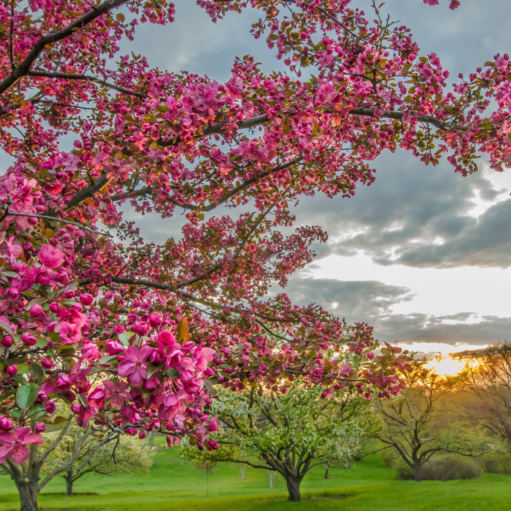 Flowering trees in orchard