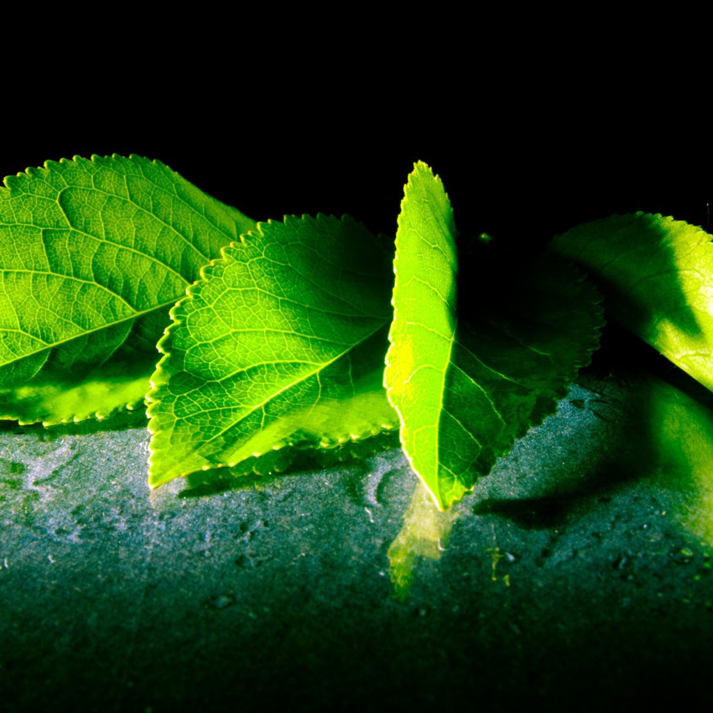 Четыре зеленых листа с дерева