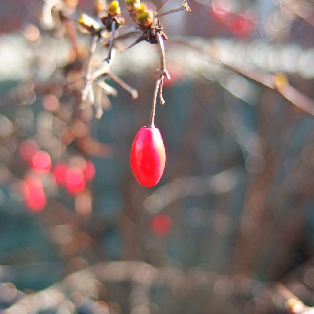 Плод шиповника на ветке