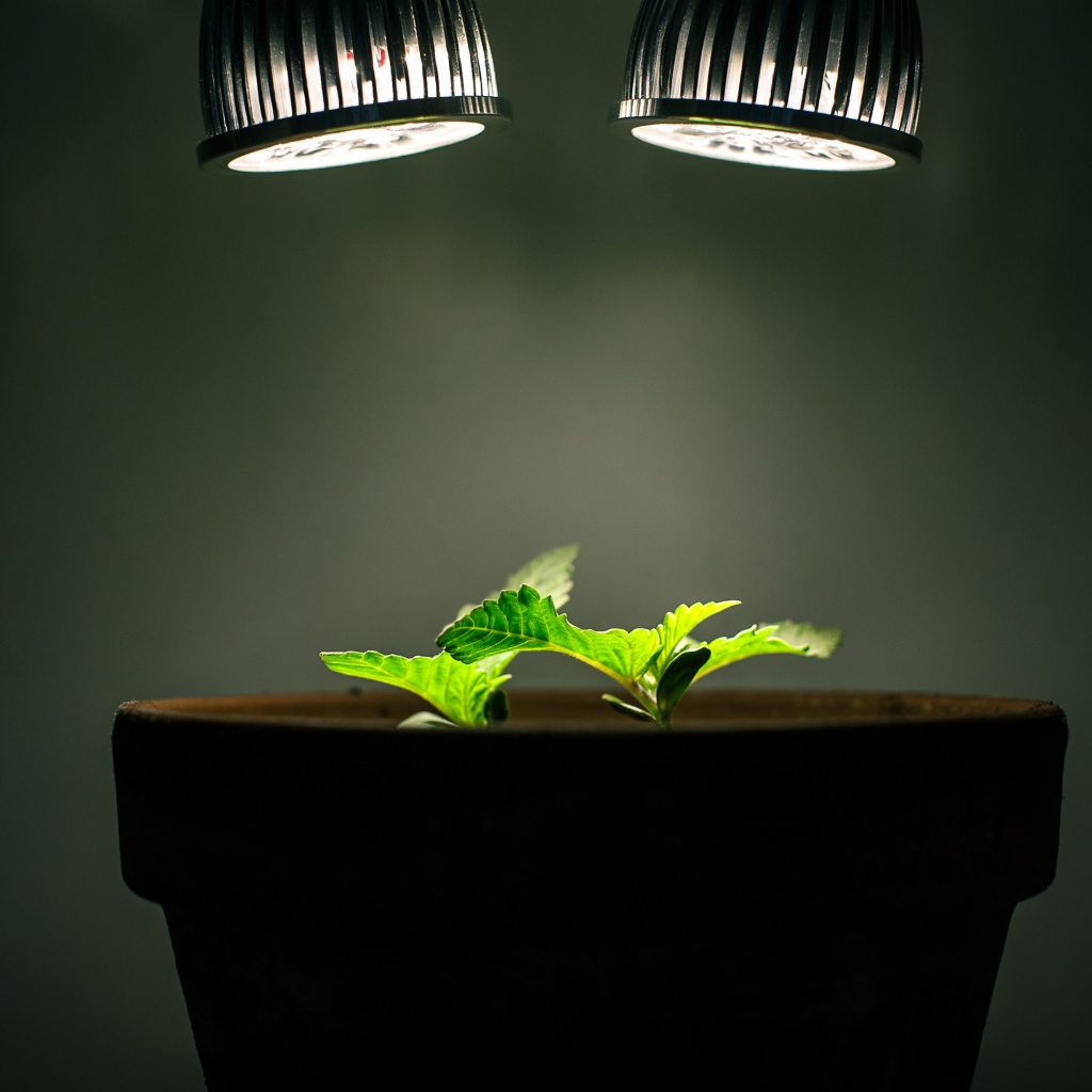 Ростки под искусственным освещением