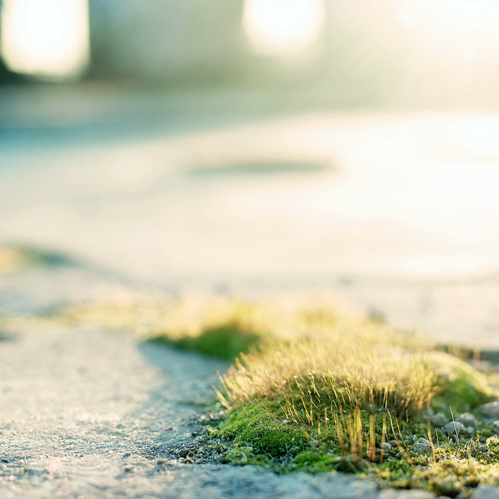 Трава и мох на асфальте