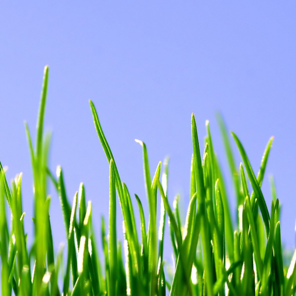 Ростки травы